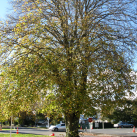 Lime tree- Cambridge Tree Trust